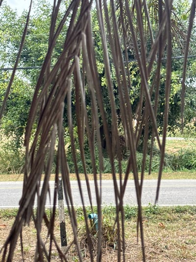 The image presents an outdoor scene in Ban Huai Sai, Thailand, observed through a dense, out-of-focus foreground composed of numerous vertically oriented, dried, light brown and gray fibrous strands. Beyond this organic screen, a paved asphalt road, featuring a faded yellow line along its right edge, stretches horizontally across the midground. To the left of the road, a vertical dark post with lighter markings is partially visible, situated in dry grass. To the right of the road, a light blue PVC pipe fitting, likely an elbow, emerges from the ground amidst sparse, dry vegetation. The background comprises a dense expanse of green foliage, indicative of trees and bushes, under a bright, diffused sky. No individuals, actions, or specific interactions are present in the static scene.