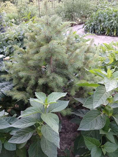 A small, dense evergreen shrub, possibly a dwarf spruce, is centrally located in a garden setting. The shrub features numerous short, sharp needles in a rich green hue, with some appearing lighter green or even slightly silvered. It is surrounded by a variety of other plants with broad, textured leaves. In the foreground, large, light green leaves with prominent veins are visible, some with a slightly fuzzy texture. Behind the central shrub, other foliage can be seen, including what appear to be some dried flower heads and the tips of taller plants. The ground beneath the plants is visible in places, appearing as dark soil with some dry patches. In the background, out-of-focus elements suggest a larger garden or nursery environment, with hints of other plants and possibly some gardening infrastructure like stakes or trellises. The lighting suggests it is daytime, possibly late afternoon, given the soft, diffused light. There are no people or animals visible in the image, and no specific landmarks that would identify the location within the city of Коктал, Kazakhstan.
