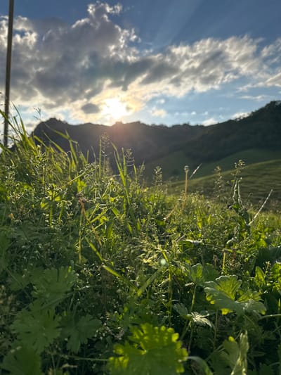 The image depicts a close-up view of lush green vegetation, including grass and leaves, with a shallow depth of field. In the background, a sunlit sky with scattered clouds is visible, with the sun partially obscured by a dark silhouette, likely a hillside or mountain. Rays of sunlight are breaking through the clouds. The scene appears to be a natural outdoor setting, possibly a meadow or field. The time of day is likely late afternoon or early evening, given the warm sunlight and long shadows. The overall mood is serene and natural. No people or text are visible in the image. The location context suggests this is in Nizhnyaya Mara, Russia.