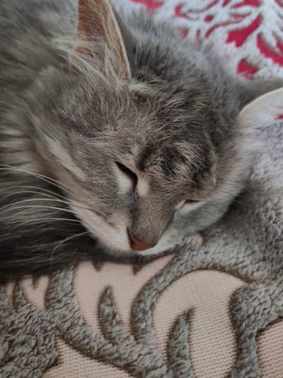 The image depicts a gray cat sleeping on a textured blanket. The cat is lying with its head resting on the blanket. Its eyes are closed and its whiskers are visible. The blanket has a pattern of curved shapes in shades of gray and beige. The location is Kotovsk, Russia, is not verifiable from the provided image.