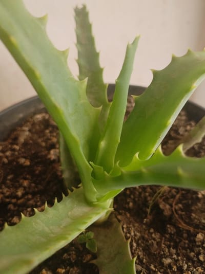 This is a close-up, eye-level shot of an aloe vera plant in a dark pot filled with soil. The plant has thick, green, fleshy leaves with serrated edges. The focus is on the center of the plant where new leaves are emerging. The background is a plain, light-colored wall. The image does not contain any people, and there are no discernible landmarks or features that would indicate its location within the city of Октябрь, Kyrgyzstan. The scene appears to be indoors, possibly in a home or a greenhouse.
