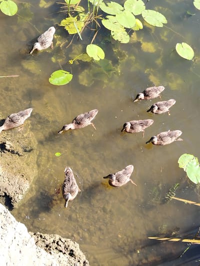 A flock of mallard ducks swims in a body of water that appears to be a pond or slow-moving river in Stroitel', Russia. The water is murky with visible aquatic plants, including lily pads, and the bottom is covered in mud and pebbles. Several ducks are captured in various poses: some are diving with their heads submerged, others are swimming with their heads above water, and one is partially out of frame. The scene is illuminated by sunlight, casting reflections on the water's surface.