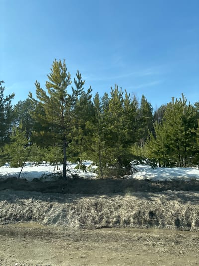 The image depicts a landscape with trees, snow, and a clear blue sky. A dirt road runs along the right side of the frame. To the left of the road, a snow-covered embankment slopes downward, meeting a dense line of coniferous trees. The trees vary in size and density, with a mix of mature trees and smaller saplings. Patches of snow are visible amidst the trees. The sky is clear and blue, with slight wisps of clouds. Based on the landscape characteristics, this scene is possibly located in a rural or forested area. However, without more information, I am unable to ascertain whether the image is in Novoromashkovo.