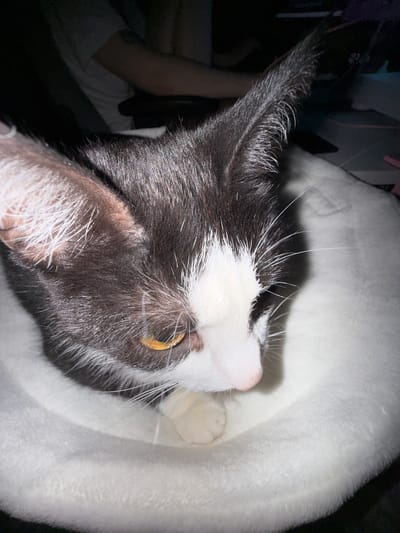 A close-up, high-angle shot captures a black and white cat nestled in a white plush bed. The cat's head is tilted, with its left ear pointed upwards and its right eye visible, displaying an amber iris. Its pink nose and white whiskers are prominent. A portion of a person wearing a light-colored t-shirt is visible in the background, suggesting the cat is in a domestic setting. The overall environment appears to be indoors with low lighting. There is no indication of the location being in Poritsy, Russia.