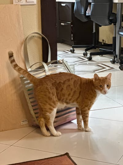 This media file shows an orange and white cat sitting on a bag on a tiled floor. The cat is looking to its left with a curious expression. The bag appears to be made of a fabric with striped patterns in shades of pink, purple, and green. Next to the bag and cat, the floor is tiled with off-white tiles, with darker grout lines forming a diagonal pattern. In the background, there is a dark-colored office chair with wheels and a dark brown wooden surface, possibly a desk. A lighter-colored wall is visible behind the wooden surface. The lighting suggests it could be daytime, and the overall scene appears to be indoors, possibly in a home or office environment. There is a small sticker with text on the bag, but the text is not legible. The image is oriented in portrait mode. The location context is Yurlovo, Russia.
