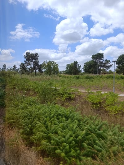 The image depicts a scenic view of a rural landscape with lush greenery and a bright blue sky dotted with white clouds. In the foreground, dense ferns and vegetation cover the ground, with some dry grass mixed in. Beyond the ferns, a dirt path or track winds through the landscape. In the mid-ground, a line of trees, including pine trees and other deciduous varieties, stretches across the frame. The trees vary in height and density, with some appearing more mature than others. A modern streetlamp with a single light fixture stands near the right edge of the frame, suggesting a nearby pathway or public area. The background shows more trees and vegetation, with a hint of distant structures possibly indicating a settlement. The overall impression is one of a tranquil, natural environment. The location is identified as Benavente, Portugal.