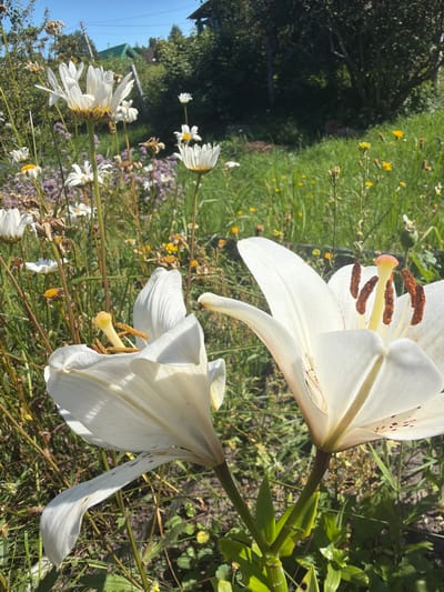 A close-up, low-angle shot captures two white lilies blooming in a garden. The lily in the foreground is on the right, facing slightly away from the camera, with its white petals unfurled to reveal its stamens with brown pollen. Another white lily is positioned to the left and slightly behind, its petals also open. The background is a blur of green grass, scattered yellow wildflowers, and some dried flower stems. In the upper left and upper right of the image, glimpses of trees and a green-roofed building are visible, suggesting a rural or suburban setting. The sky is a clear, bright blue. The scene appears to be in Yalguba, Russia, during daylight hours.