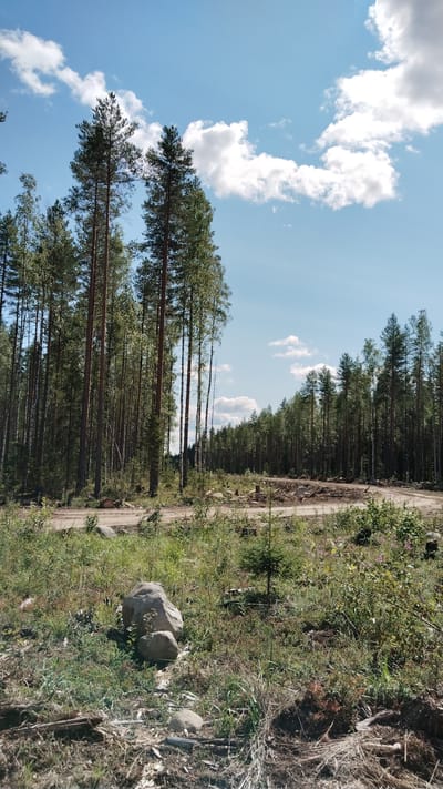 This is a photograph taken outdoors, depicting a forest clearing with a dirt road. The sky is blue with scattered white clouds. Tall pine trees dominate the left side of the image, with a dense forest extending into the background on the right. The foreground shows grass, rocks, and fallen branches. The scene appears to be in a rural or natural environment. The photograph was taken in Vikshezero, Russia.