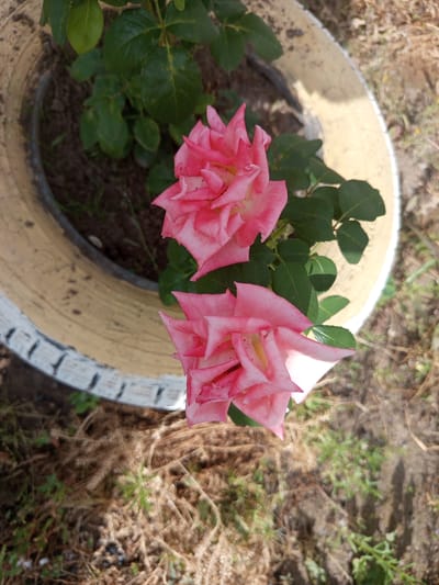 The image shows two pink roses in a planter made from a repurposed tire. The tire planter is partially filled with soil and greenery. The roses are vibrant pink with lighter edges and are in various stages of bloom. The background consists of dry grass and soil, suggesting an outdoor setting. The location is described as Kenzhekol, Kazakhstan. There are no people or animals visible in the image, and no discernable actions are taking place. The scene is static and focused on the flowers and their planter.