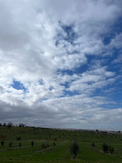 The image presents a panoramic view of an agricultural landscape located near Ain Bida, Morocco. The scene is dominated by undulating green hills, covered in fresh grass. Numerous young trees, appearing to be olive saplings, are systematically planted in distinct, parallel rows that ascend the slopes from the foreground into the midground. To the left in the midground, a line of taller, deciduous trees with bare branches is visible on the horizon, alongside several utility poles with overhead lines. In the distant background, a cluster of light-colored buildings signifies an urban or semi-urban settlement. The sky occupies the upper two-thirds of the frame, featuring a dynamic spread of white and grey cumulus clouds interspersed with significant patches of clear blue sky. No human subjects, animals, or explicit actions are discernible.