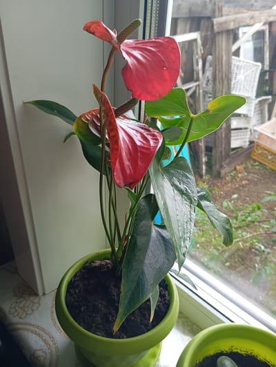 The image shows a red anthurium plant in a lime green pot, situated on a windowsill in Novodesyatnikovo, Russia. The plant has several large, heart-shaped red spathes and dark green leaves. In the background, visible through the window, is an outdoor area with wooden structures, white plastic crates stacked, and foliage. The windowsill itself is white, and the area below it is covered with a patterned tablecloth. Another lime green pot, containing what appears to be soil and a small plant, is partially visible in the foreground on the right. The lighting suggests an overcast day.