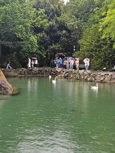 The image shows a pond with a stone edge, located in what appears to be a park in Алупкинский городской совет, Ukraine. Along the edge, a group of people are gathered, some holding umbrellas, possibly feeding swans. Two swans are visible in the water. Rain is falling, indicated by ripples and droplets on the pond's surface. Lush green trees are adjacent to the pond. A fallen tree trunk is visible in the lower right corner of the image.