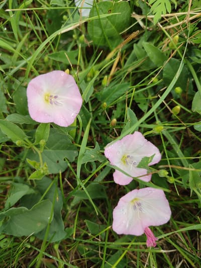 Three light pink bell-shaped flowers with white centers are nestled amongst green grass and leaves. Water droplets are visible on the petals of two of the flowers. Several green buds are also scattered throughout the image. The scene appears to be an outdoor natural environment.