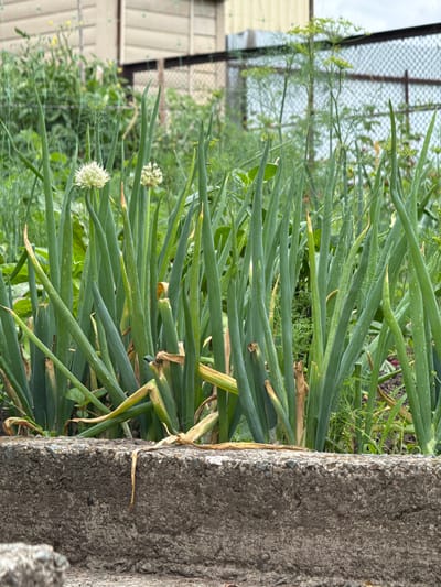 The image shows a close-up view of a garden bed in Chuguyevka, Russia. The foreground is dominated by a rough, concrete border. Behind the border, a cluster of green onion plants stands tall, with some of their leaves showing signs of browning or drying. Two small, white flower heads are visible among the onion leaves, indicating that some of the plants have gone to seed. In the background, a blurred fence separates the garden from a building with a pale facade. The overall impression is one of a productive, if somewhat unkempt, home garden.