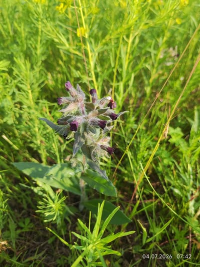 A close-up shot captures a blooming dark purple flower, possibly a Cynoglossum, in a field of green grass. The flower, with its fuzzy stem and petals, is the main subject, partially obscured by other green plants. The background is a blurred expanse of lush greenery, with hints of yellow flowers in the distance. The lighting suggests it is daytime, likely early morning or late afternoon, given the softness of the light and the presence of dew drops on the petals. The timestamp in the lower right corner indicates the photograph was taken on July 4th, 2026, at 07:42. The location is identified as Konovalovo, Russia.
