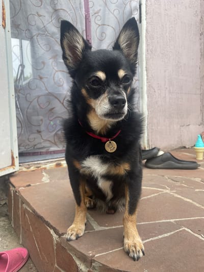 A medium shot captures a black and tan chihuahua mix dog sitting on a brick step outdoors. The dog is facing forward with its ears perked up and its tail is not visible. It is wearing a red collar with a gold, circular tag that has a paw print and text on it. The dog has white fur on its chest and paws. Behind the dog, to the left, is a white-framed screen door with a decorative pattern. To the right of the dog, there are two black slides and a blue ice cream cone-shaped object. The steps and the ground are made of terracotta-colored bricks. A pink flip-flop is visible on the lower left corner of the image. The environment appears to be a backyard or patio area. The location is identified as Raslovka 1-Ya, Russia.