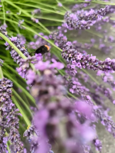A bumblebee with black and orange markings is shown on a sprig of lavender. The bee is in focus, with the lavender flowers and green stems creating a blurred background. The scene appears to be a close-up shot, with the bee positioned slightly off-center to the left. The overall impression is one of nature, with the bee interacting with the flowers. The image does not provide any specific information about its location in Hinckley and Bosworth, United Kingdom.