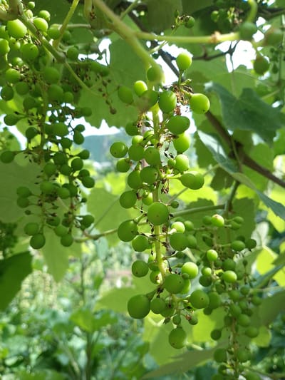 The image shows a close-up view of several unripe green grape clusters hanging from a vine. The grapes are small, round, and a vibrant green color. They are clustered together on thin stems, with some delicate tendrils and dried flower remnants visible. The background is softly blurred, showing more green foliage and a hint of sunlight filtering through. The overall impression is one of a healthy, growing vineyard, likely in a rural setting. The scene is bathed in natural light, suggesting it was taken during the daytime, likely in the late morning or early afternoon when the sun is strong. The location context provided is Ijevan, Armenia, which is known for its viticulture. There is no visible text in the image. The image captures a moment of growth and potential, before the grapes have ripened.
