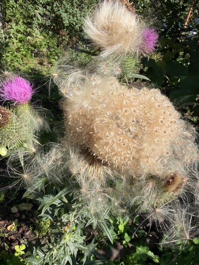 The image shows a close-up view of several thistles in the city of Altayskiye Zori, Russia. The thistles are in various stages of development. Some have bright pink flower heads, while others have gone to seed and are covered in fluffy white pappus, which is a type of downy or feathery seed structure. The background consists of green foliage and a chain-link fence. The lighting suggests it is a sunny day. There are no people or animals visible in the image. The scene appears to be in a natural or semi-natural outdoor setting, possibly a garden or a wild area.