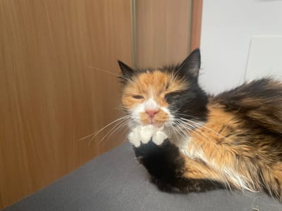 A calico cat is grooming its paw, with its face partially obscured by its own paw. The cat is lying down on a dark grey surface, possibly a piece of clothing or furniture. In the background, a wooden door or paneling is visible on the left, and a white wall on the right. The lighting suggests it is daytime, with sunlight casting shadows. The cat appears relaxed, with its eyes partially closed. The image is a close-up, focusing on the cat's face and paw. The location context is Teplice, Czechia. There is no visible text in the image.