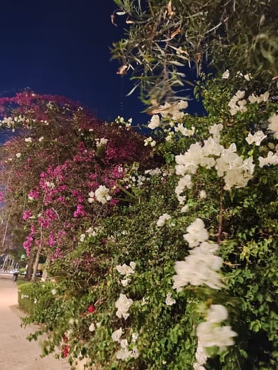 The image depicts an outdoor night scene in Be'er Sheva, Israel, showcasing dense vegetation illuminated by artificial light sources. The dominant feature is a wall or hedge of flowering bushes.
The upper portion of the frame is occupied by a dark, deep blue night sky, indicating the absence of natural light sources like the sun or a brightly lit moon. In the upper-right corner, dark, slender branches and leaves from an overhead tree are partially visible, with some dried leaves present.
The mid-ground and foreground are dominated by flowering plants, likely Bougainvillea, exhibiting two primary color variations. On the right and extending towards the center and lower-left, numerous clusters of white flowers are prominent. These white flowers are densely packed, with individual bracts clearly visible, and are supported by green foliage. Towards the mid-left and upper-left, a large mass of magenta and deep pink flowers, also appearing as Bougainvillea, covers a substantial area, intermingling with green foliage and darker branches. Some red flowers are also minimally present.
In the lower-left quadrant, a light-colored paved walkway or path, constructed from interlocking pavers, recedes into the background. The path is illuminated by unseen artificial light, casting a warm glow. Along the left side of the path, a low, trimmed green hedge is visible, separating the path from the more extensive flowering bushes.
In the far background, on the left side of the walkway, an indistinct human figure can be observed walking away from the camera. A dark-colored trash receptacle is faintly visible along the path in the mid-distance. Additional trees and urban structures are vaguely discernible in the distant background, beyond the walkway, under the night sky. The overall lighting suggests ambient artificial illumination originating from sources outside the frame or from the left side, highlighting the vegetation.