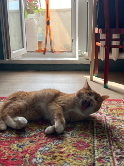 An orange and white cat is lying on a rug with a yawn. The cat is in the foreground, facing right, with its mouth wide open. The cat is on a patterned rug with red, yellow, and black colors. In the background, there is a window, a radiator, and the legs of a chair. The window is open and shows a view of the outdoors with sunlight streaming in. The radiator is white and appears to be old. The chair legs are red and have green tape around the bottom. The scene appears to be indoors, possibly in a room in Khor, Russia, given the details of the window and radiator.