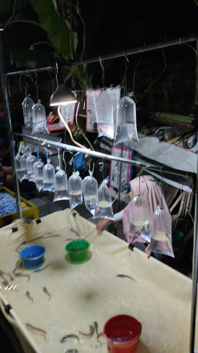 This image captures a nighttime scene at a fish stall located in Sukodono, Indonesia. The stall features a metal rack from which numerous plastic bags filled with water and fish are hanging, illuminated by a nearby lamp. Below the hanging bags, a large, light-colored tarp forms a shallow pool where several fish are swimming. Two buckets, one blue and one green, are placed within this pool, and a third red bucket is visible at the edge of the frame. A person wearing a pink hijab and a light-colored top is partially visible, interacting with the fish in the pool using a stick. The background is dark and somewhat obscured, with foliage and what appear to be other market stalls or structures.