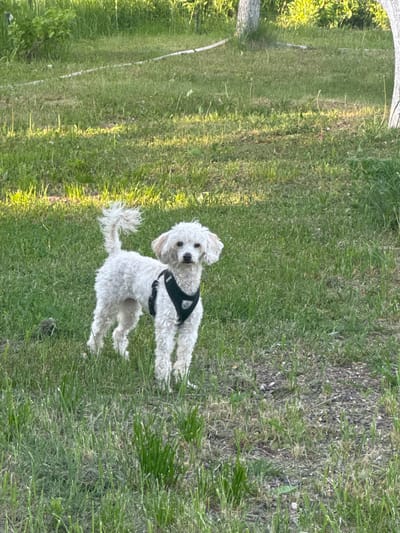 A medium shot depicts a small, white, fluffy dog wearing a black harness. The dog is standing on a grassy area that appears to be a lawn or field. The grass is green and lush. The background shows a partially obscured tree trunk and hints of foliage, suggesting a park or outdoor setting. The location information provided, Галево, Russia, implies that this scene is taking place in that city.