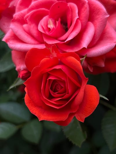 This is a close-up, vertical, eye-level shot of two roses. The rose in the foreground is a vibrant red, with its petals tightly furled in the center, gradually opening outward. The rose behind it is a softer, lighter shade of pink, partially obscured and out of focus. Both roses appear to be in bloom and are surrounded by dark green foliage. The lighting suggests a natural, outdoor setting, possibly a garden. The image does not depict any people or specific actions, focusing solely on the floral subjects. There is no visible indication of the city of Gorna Mitropolia, Bulgaria, or any urban environment.