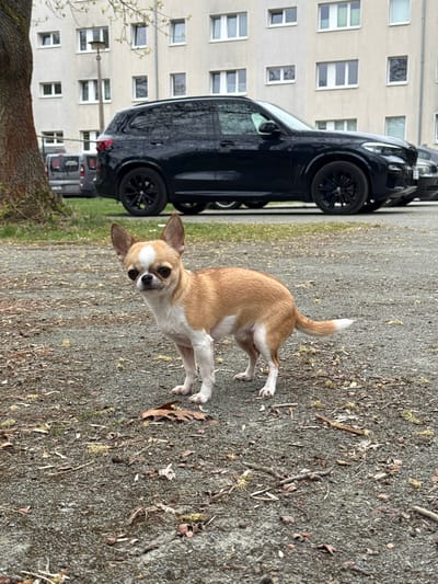 A fawn and white chihuahua stands on a gravel surface littered with debris, including twigs and leaves. In the background, a black SUV is parked next to a multi-story building with visible windows. Based on the geographical location, the image is likely taken in Lauchhammer, Germany. The dog is the central subject, and the background features suggest an urban environment.