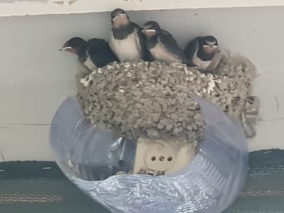 A clutch of five barn swallow chicks are nestled together in a mud and straw nest. The nest is situated on a ledge under an overhang, possibly on a building. The chicks are mostly black and white with some reddish-brown coloring on their necks and faces. One of the chicks in the front has its mouth open. Below the nest, a clear plastic material is visible, possibly part of a protective covering or an artificial structure. The background consists of a light-colored wall or ceiling and a dark-colored surface, possibly a rug or mat. The image is taken from below, looking up at the nest. The location in the city of Gulpiyon, Uzbekistan is not discernible from the visual information provided in the image.