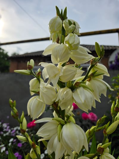 A tall stalk of white yucca flowers is in the foreground of the image. The flowers are bell-shaped and droop downwards. Some of the flowers are fully bloomed, while others are still in bud. The stalk is green and has a rough texture. In the background, there is a blurry image of a building with a tiled roof and a fence. The sky is overcast and there is a faint yellow glow in the upper left corner, suggesting it is either sunrise or sunset. The flowers are wet, indicating that it has recently rained. This image was taken in the city of Krasnochervonnyi, Russia.