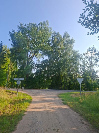 The image depicts a rural road junction on a sunny day in Užuežerė, Lithuania. The foreground shows a dirt road with tire tracks, curving to the left and right. To the left of the road, there is tall green grass and a grey road sign with two rectangular plates. A metal trash bin is visible near the sign. To the right of the road, there is also tall green grass and a white triangular yield sign on a metal pole. In the background, a dense forest of green trees, including birch and coniferous varieties, forms a backdrop against a clear blue sky. The sunlight casts shadows across the road and highlights the foliage of the trees. No people are present in the scene.