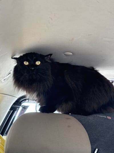 A black, long-haired cat with bright yellow eyes is perched on the back of a car seat, looking up towards the ceiling. The cat's fur is voluminous, giving it a fluffy appearance. The interior of the car is visible, including the headliner and a light-colored headrest. The scene appears to be within a vehicle, possibly in the city of Novoye, Russia, though this location cannot be definitively confirmed from the image alone. The lighting suggests it might be daytime.