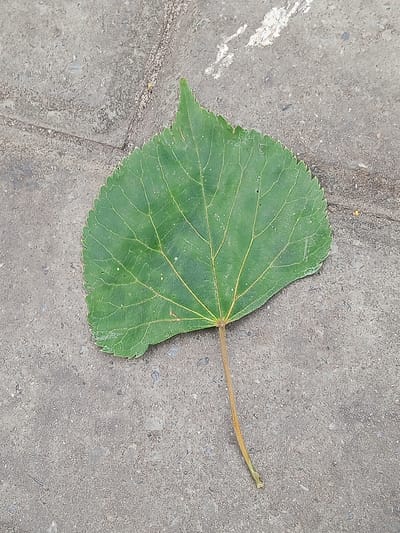 A single green leaf with a serrated edge and prominent veins lies on a grey, rough-textured concrete surface. The leaf's stem is visible, extending downwards and to the right. The concrete shows some faint lines and lighter patches, suggesting it might be a sidewalk or paved area. There is no indication of people or any specific location within Panino, Russia. The lighting is even, and there are no shadows of significant note.