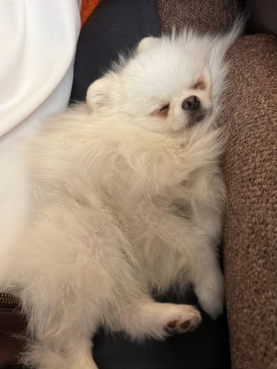 A fluffy white Pomeranian puppy is sleeping on its back, nestled against a brown, textured surface, likely a sofa or cushion. The puppy's eyes are closed, and its nose is a dark, wet black. Its paws are splayed out, with visible paw pads on one of its hind legs. The puppy's fur is thick and soft, with shades of white and cream. The background is a mix of dark grays and whites, suggesting an indoor setting. The lighting is soft, hinting at a comfortable, relaxed atmosphere. The puppy appears to be in a deep sleep, looking completely at ease. There are no visible text elements in the image. The context provided indicates the location is Вишняково, Russia.