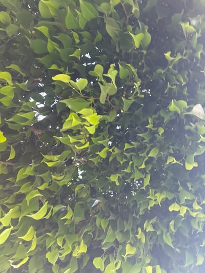 The image is a close-up, upward-facing shot of a dense canopy of vibrant green leaves, some of which are illuminated by sunlight, creating a dappled effect. The leaves are small, ovate, and pointed, with visible veins. Small, round, light-colored fruits or berries are scattered amongst the foliage. The branches of the tree are mostly obscured by the leaves. The background is a hazy blend of light and dark, suggesting a bright sky filtered through the dense foliage. The scene appears to be outdoors in a natural setting, possibly a garden or park. There is no indication of the city of Victoria, Morocco, within the image itself.