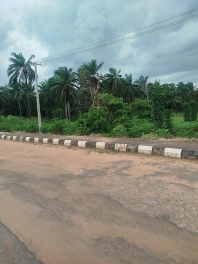 The scene depicts a road in Achalla, Nigeria, bordered by a row of palm trees and dense green vegetation. An electricity pole with visible power lines stands near the road. The road itself appears to be paved, but is worn and discolored. A black and white striped curb runs along the edge of the road, separating it from the greenery. The sky is overcast with heavy, gray clouds. No people are visible in the image.