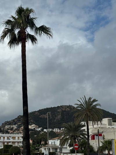The scene depicts a street-level view in Port D'andratx, Spain, under an overcast sky with patches of visible blue. A tall, slender palm tree occupies the left foreground, its trunk extending from the bottom edge to near the top, with green fronds at its apex. To the right and slightly lower, a shorter, robust palm tree with a fuller crown is visible. Below these trees, a red and white circular prohibitory sign is partially obscured on the right. The midground features white multi-story residential buildings with balconies and shutters, interspersed with smaller palm trees and a dark-colored streetlight. These structures are situated along the lower slopes of a densely forested mountain, which dominates the background. Rocky outcrops are visible on the mountain's upper slopes. No individuals or specific actions are discernible within the frame.