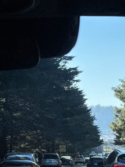 A view from inside a vehicle shows a bright sky above a dense line of tall, dark green trees. To the right of the trees, a line of vehicles appears to be in a traffic jam, with a speed limit sign (80) visible amongst them. A portion of the car's interior, including part of a seat, is visible in the left foreground. The scene suggests a roadside view while stuck in traffic.