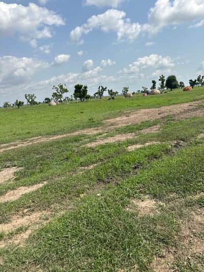 The image depicts a pastoral scene in Dobeli, Nigeria, under a bright, partly cloudy sky. The perspective is from a low angle, looking across a grassy field. Several large, round objects wrapped in what appears to be burlap or a similar material are scattered across the field, some partially obscured by trees. These objects are likely hay bales or similar agricultural products, with some appearing to be orange or brown in color.
A line of trees runs along the left side of the frame, creating a natural border with the open field. The trees are varied in size and shape, with some having dense foliage and others more sparse. In the distance, along the line of trees, small human figures can be seen, suggesting human activity. The field itself is a mix of green grass and bare earth, with distinct tracks or furrows running diagonally across the foreground, indicating past use or cultivation. The overall impression is one of rural life and agricultural work. The lighting suggests it is daytime, likely late morning or early afternoon, given the brightness of the sky and the shadows cast by the trees. The weather appears pleasant, with the clouds adding texture to the blue sky. There is no visible text in the image.