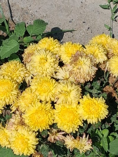 A close-up, overhead shot captures a cluster of vibrant yellow chrysanthemums growing amongst green foliage and a light-colored, textured surface, likely pavement or concrete. The flowers, varying in fullness, display delicate, ruffled petals. Some petals show signs of wilting and browning, particularly towards the center of some blooms. Sunlight casts shadows on the pavement, suggesting an outdoor setting in Kahramon, Uzbekistan.