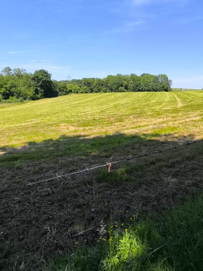 The image depicts a rural landscape in Chaponnay, France. A field of recently cut grass extends from the middle ground to the tree line on the horizon. The sky is blue with minimal cloud cover. A barbed wire fence runs across the foreground, with taller uncut grass and some yellow wildflowers growing along it. Shadows are cast onto the foreground area in front of the fence. A few buildings are visible in the far distance in the top right. Power lines and pylons are barely visible above the trees.