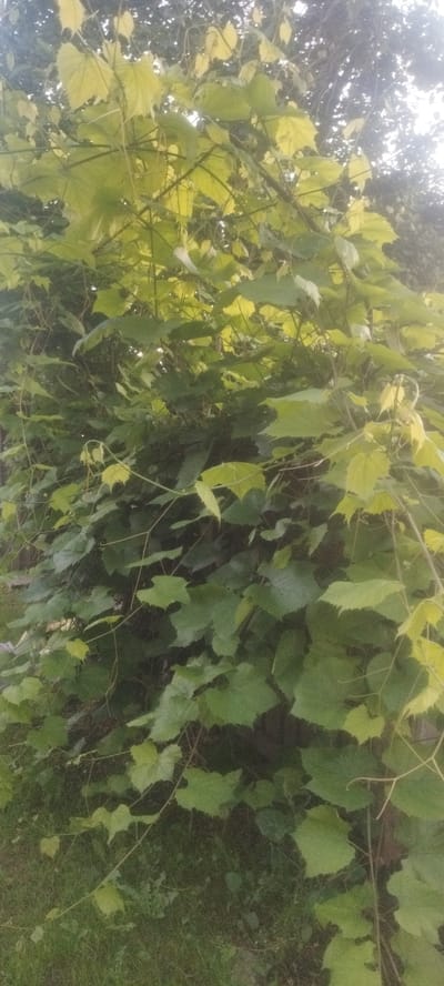 This is a medium-shot, vertical, outdoor, nature photograph. The image focuses on a dense canopy of grapevines. The leaves are a vibrant green, with some appearing slightly yellowed, suggesting they may be receiving ample sunlight or are in a stage of growth. The vines are intertwined and spread across the frame, creating a lush, full appearance. Some of the thin, tendril-like stems are visible, reaching out and weaving through the leaves. The background is blurred, showing hints of darker foliage and what appears to be sky with diffused sunlight filtering through. The ground below the vines is covered in grass. The scene is located in the Сінькоўскі сельскі Савет, Belarus.