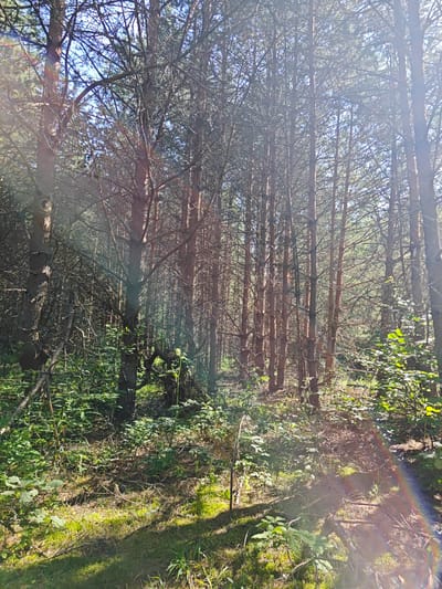 A dense pine forest is depicted with tall, slender trees. Sunlight streams through the branches, creating a dappled effect on the forest floor, which is covered in moss, dry pine needles, and undergrowth. A faint rainbow flare is visible in the lower right quadrant, indicating a bright light source. The scene appears to be located in Korybshchina, Russia, a rural area known for its forests. No people or animals are present in the image.