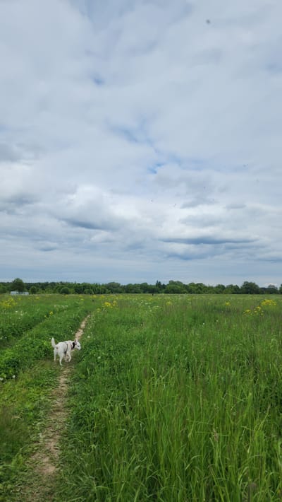 This media file captures a vibrant outdoor scene featuring a white dog running on a dirt path through a large grassy field. The image is oriented to show a vast expanse of green on the lower right, tapering towards a distant treeline on the horizon. A white dog, possibly a terrier type, with a harness, is caught in mid-stride on the narrow dirt path that cuts diagonally through the tall grass. Its mouth is open, suggesting it is panting or expressing joy during its run.

The field is abundant with lush green grass, and small yellow wildflowers are scattered throughout, especially visible on the right side of the path. A dense line of trees forms a natural boundary along the horizon, separating the field from the sky. The upper left portion of the image is dominated by a cloudy sky, with shades of grey and white, indicating an overcast or partly cloudy day. The time of day appears to be daytime, likely late morning or afternoon. The overall atmosphere conveys a sense of freedom and natural beauty. There is no visible text in the image. The location context provided is Il’inskoye, Russia.