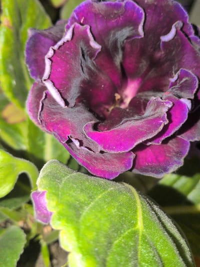 A close-up, overhead shot captures a vibrant purple and dark violet flower with ruffled petals. The flower is positioned in the center of the frame, with lush green leaves surrounding it. The leaves are fuzzy and textured, with prominent veins. One small, unopened purple bud is visible peeking out from behind a leaf in the lower left corner. The lighting is somewhat dim, casting shadows on the leaves. The background is a dark, out-of-focus blur, suggesting the flower is in a garden or indoor setting. The image appears to be taken with a shallow depth of field, focusing sharply on the flower and foreground leaves while blurring the rest of the scene.