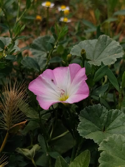 In Djany-Pahta, Kyrgyzstan, a close-up shot focuses on a pink and white bindweed flower in bloom. The flower's trumpet-shaped petals are a gradient of soft pink fading to white towards the center, where a hint of yellow is visible. A tiny black fly is perched on one of the petals, its wings slightly open. To the left of the flower, a dried, spiky grass seed head stands out with its numerous fine bristles. Surrounding the bloom are various green leaves, some broad and scalloped-edged, others slender and pointed. In the blurred background, hints of other small yellow and white flowers can be seen, suggesting a natural outdoor setting likely a field or garden. The overall impression is a snapshot of a small detail within a larger natural landscape.