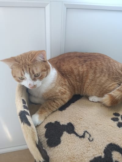 An orange and white tabby cat is lying on a fuzzy tan and black patterned cat bed. The cat is facing to the left, with its head slightly down, looking towards the left edge of the frame. Its front paws are tucked under its body, and its tail is curled around its body. The cat bed is placed against a white wall with vertical panels. The background is out of focus, but appears to be an interior setting, possibly a room in a residential building in Berdychiv, Ukraine. The lighting suggests it is daytime.