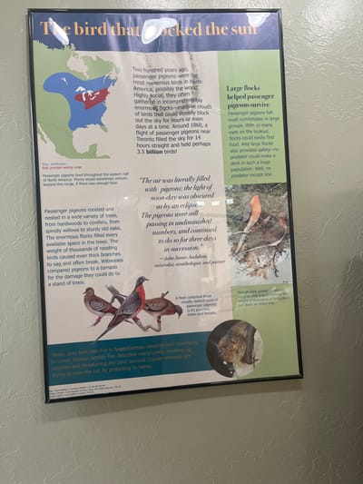 A framed informational poster is mounted vertically on a light-colored, textured wall. The poster, titled "The bird that flocked the sun," primarily details the Passenger Pigeon and includes a small section on gray bats. Its design features a map of North America indicating the bird's historical distribution, multiple text sections describing its characteristics and flock behavior, an illustration of three Passenger Pigeons (juvenile, male, female) perched on a branch, and a circular photograph of a gray bat. Reflections on the poster's surface, particularly at the top and center-right, partially obscure content. Small text at the bottom edge identifies the content source as the Oklahoma City Zoo and Botanical Garden, placing the scene within Oklahoma City, United States. No individuals are visible.